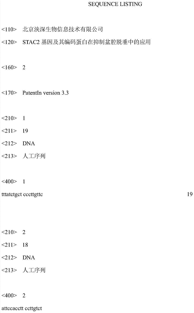 Application of stac2 gene and its encoded protein in inhibiting pelvic prolapse