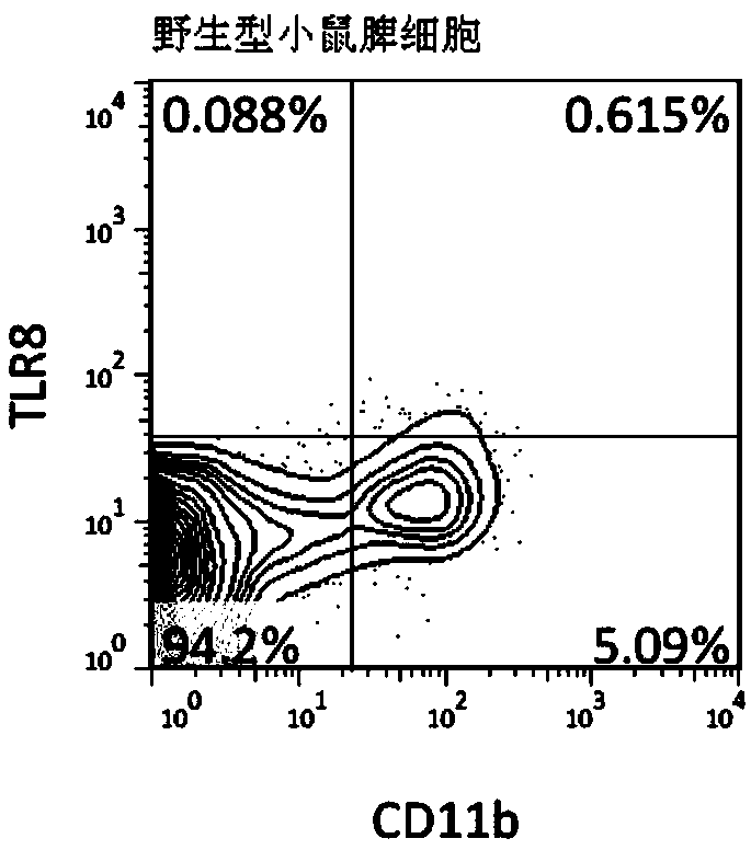 Application of TLR8 activator in preparing tuberculosis vaccine adjuvant and tuberculosis vaccine prepared from TLR8 activator