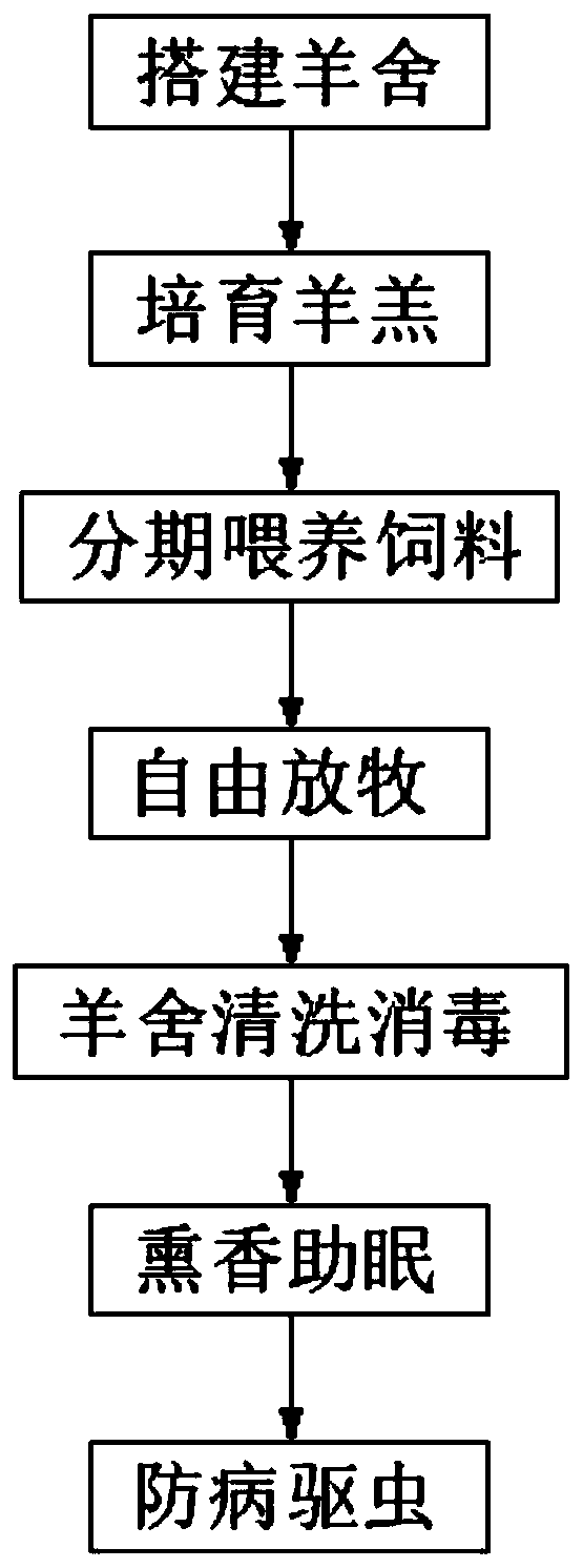 Feeding method for improving mutton quality