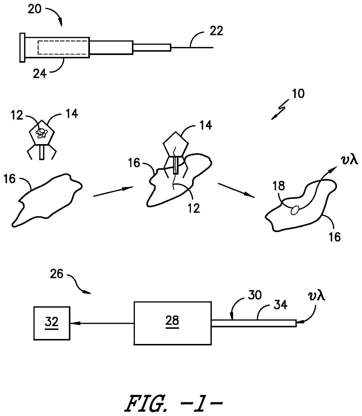 System and Method for In Situ Visualization of Nerves Using Targeted Flourescent Molecules