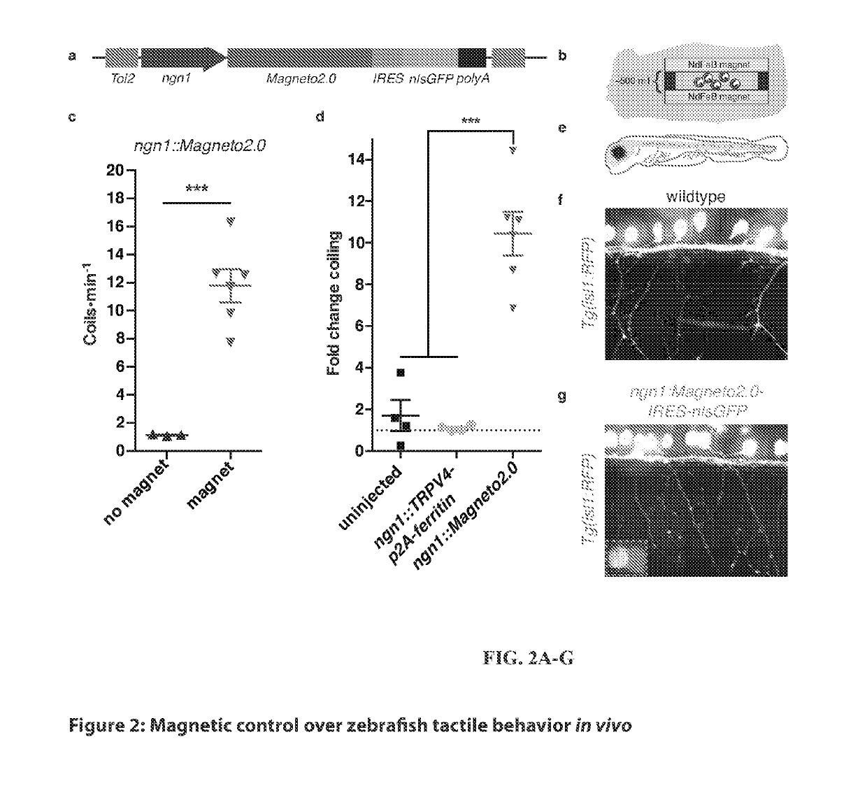 Compositions and their use for controlling the nervous system in vivo