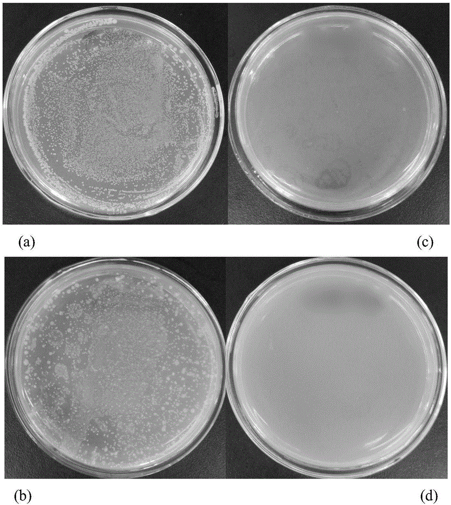 In-situ composite antibacterial filtering ceramic as well as preparation method and application thereof