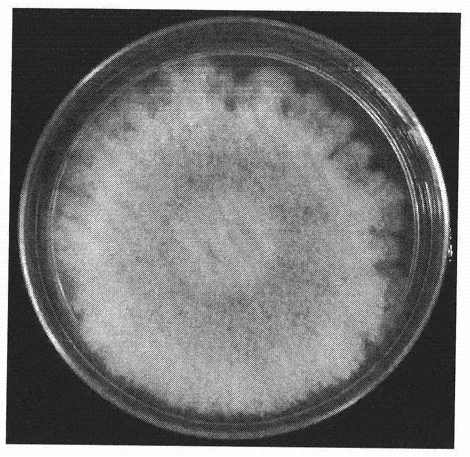 A kind of polyspora pink helix engineering strain transfected with lipid droplet coat protein gene and application thereof