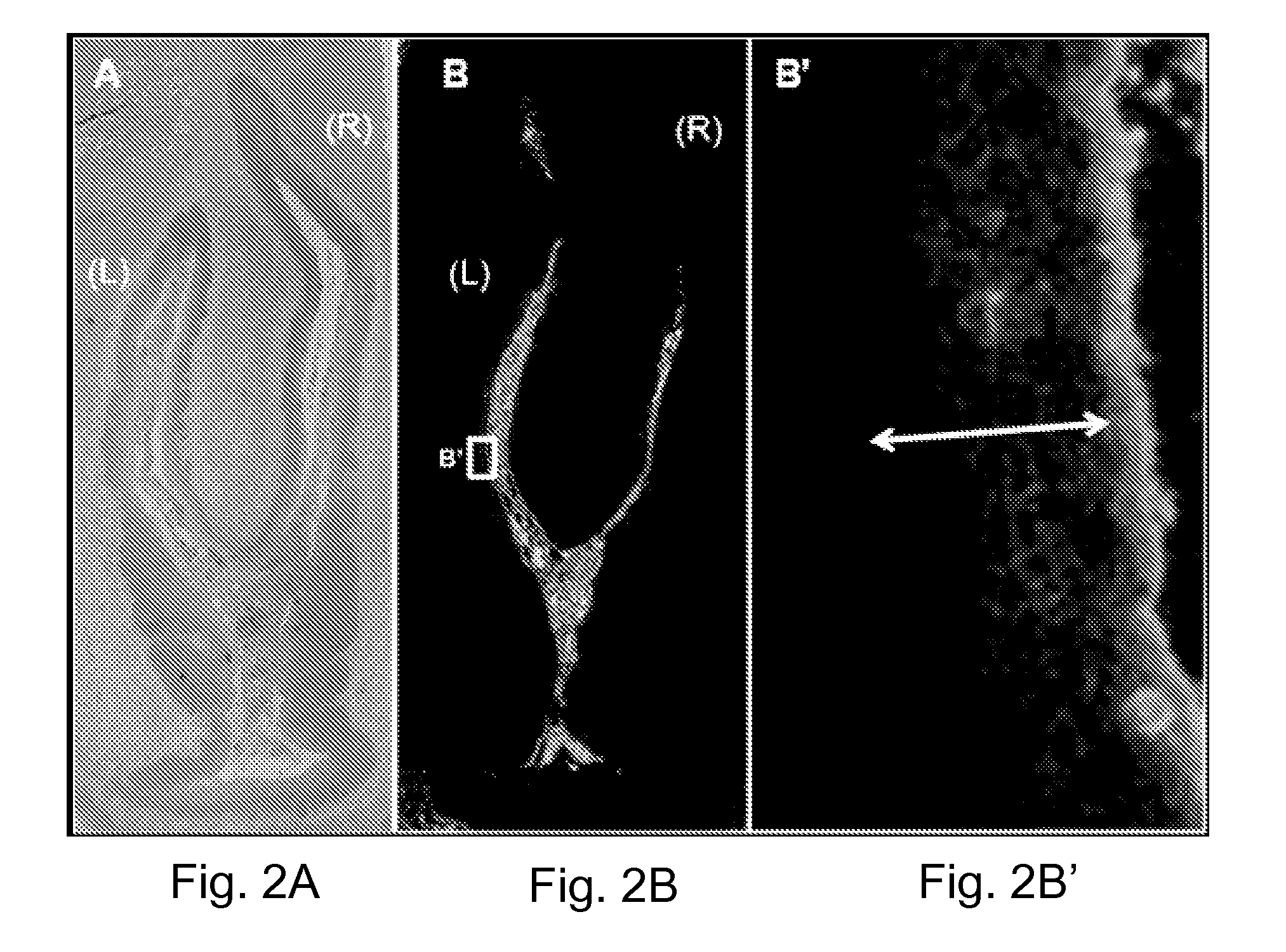 Thermo-sensitive, mucoadhesive or dermoadhesive, and penetration-enhancing formulations for topical delivery of therapeutics