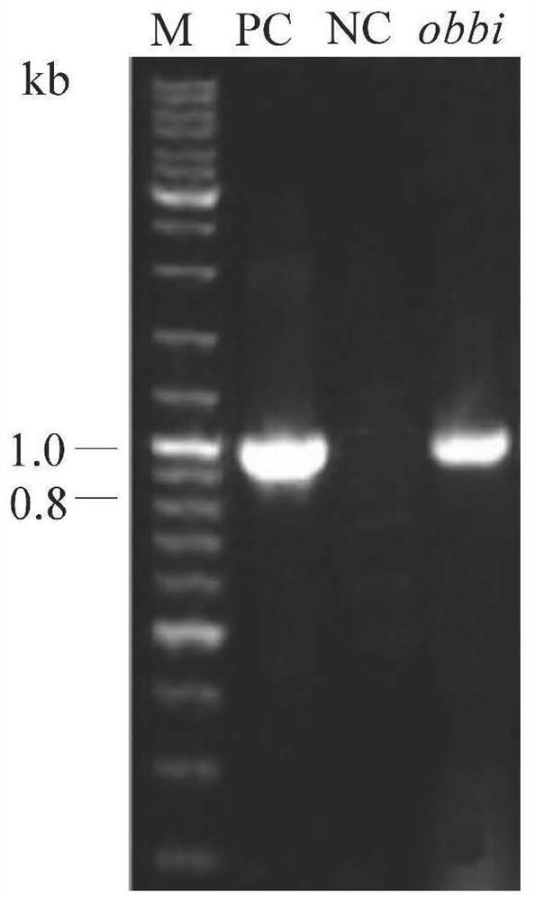 Genetically-engineered pichia pastoris capable of producing conjugated linoleic acid and application of genetically-engineered pichia pastoris