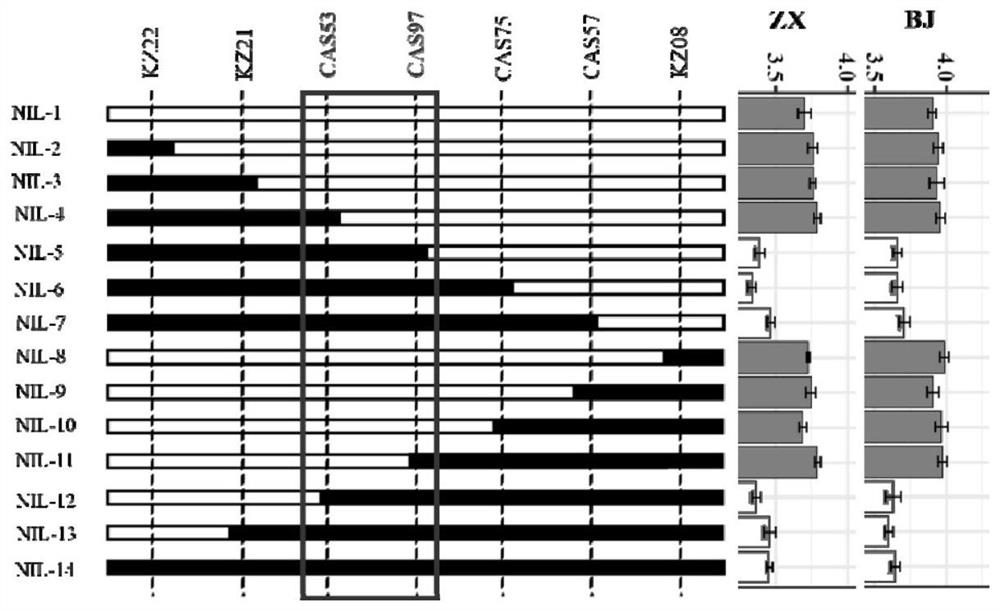 Molecular marker primer of major gene locus TaIGC-7B of wheat glutelin macromer content and application of molecular marker primer