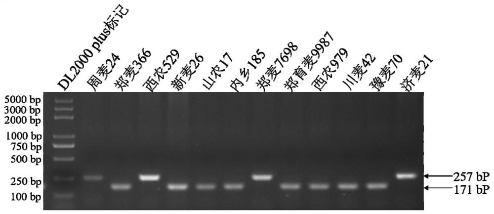 Molecular marker primer of major gene locus TaIGC-7B of wheat glutelin macromer content and application of molecular marker primer