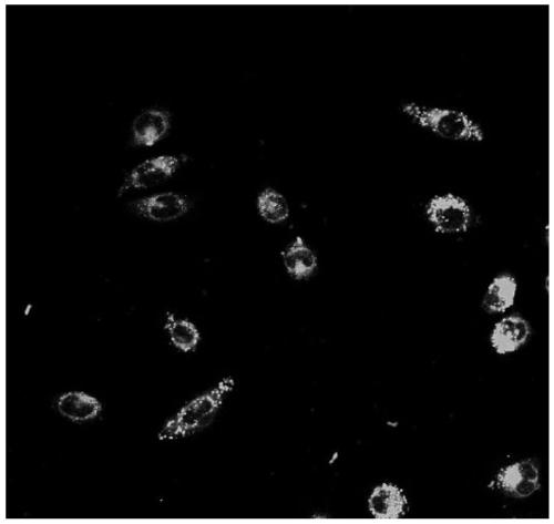 Methoxyfluoroboron pyrrole-nucleic acid-ferric oxide complex and preparation method