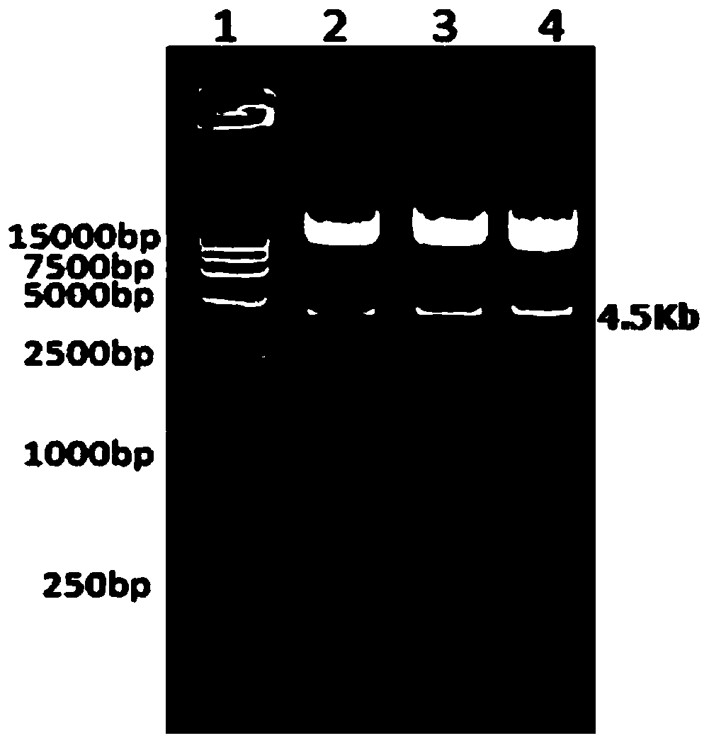 Preparation method of avian influenza virus HA gene recombinant adenovirus