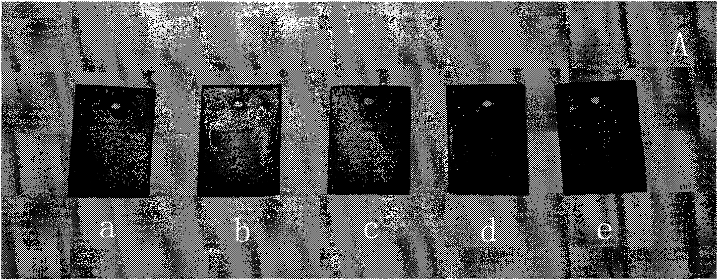 Inhibitor-supported carrier and preparation method and application thereof