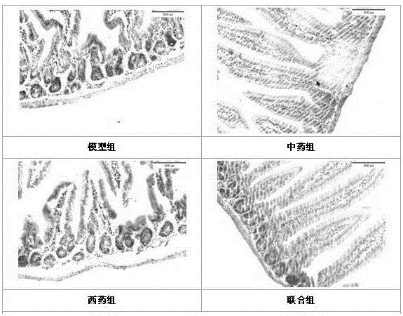 A traditional Chinese medicine compound with intestinal mucosal protection after chemotherapy and its application