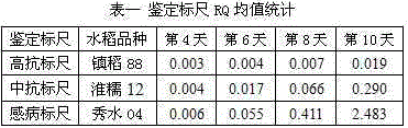 Molecular identification method for resistance of rice black streaked dwarf virus (RBSDV)