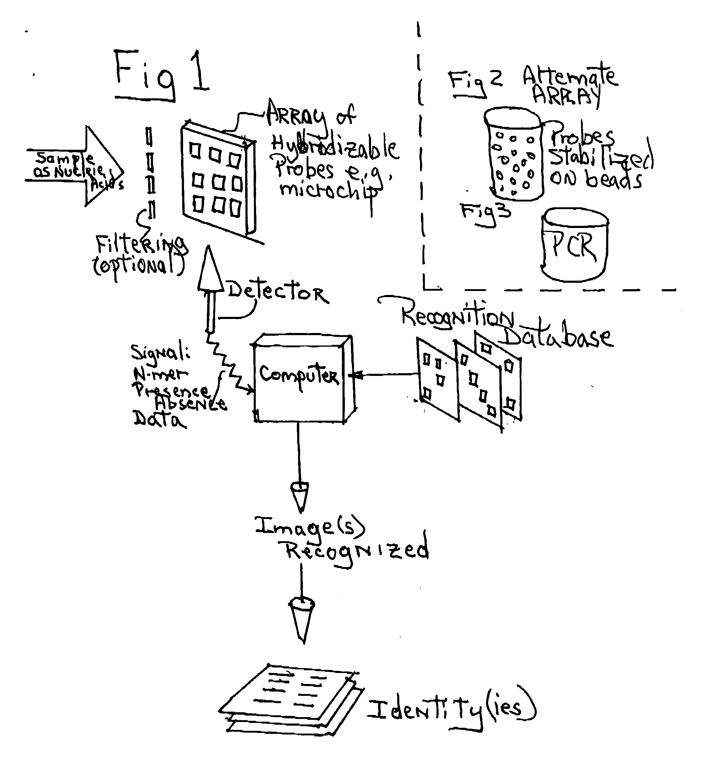 Process and apparatus for using the sets of pseudo random subsequences present in genomes for identification of species