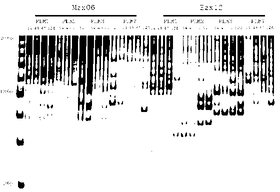 Marking method of applying SSAP molecular marker technology to peony