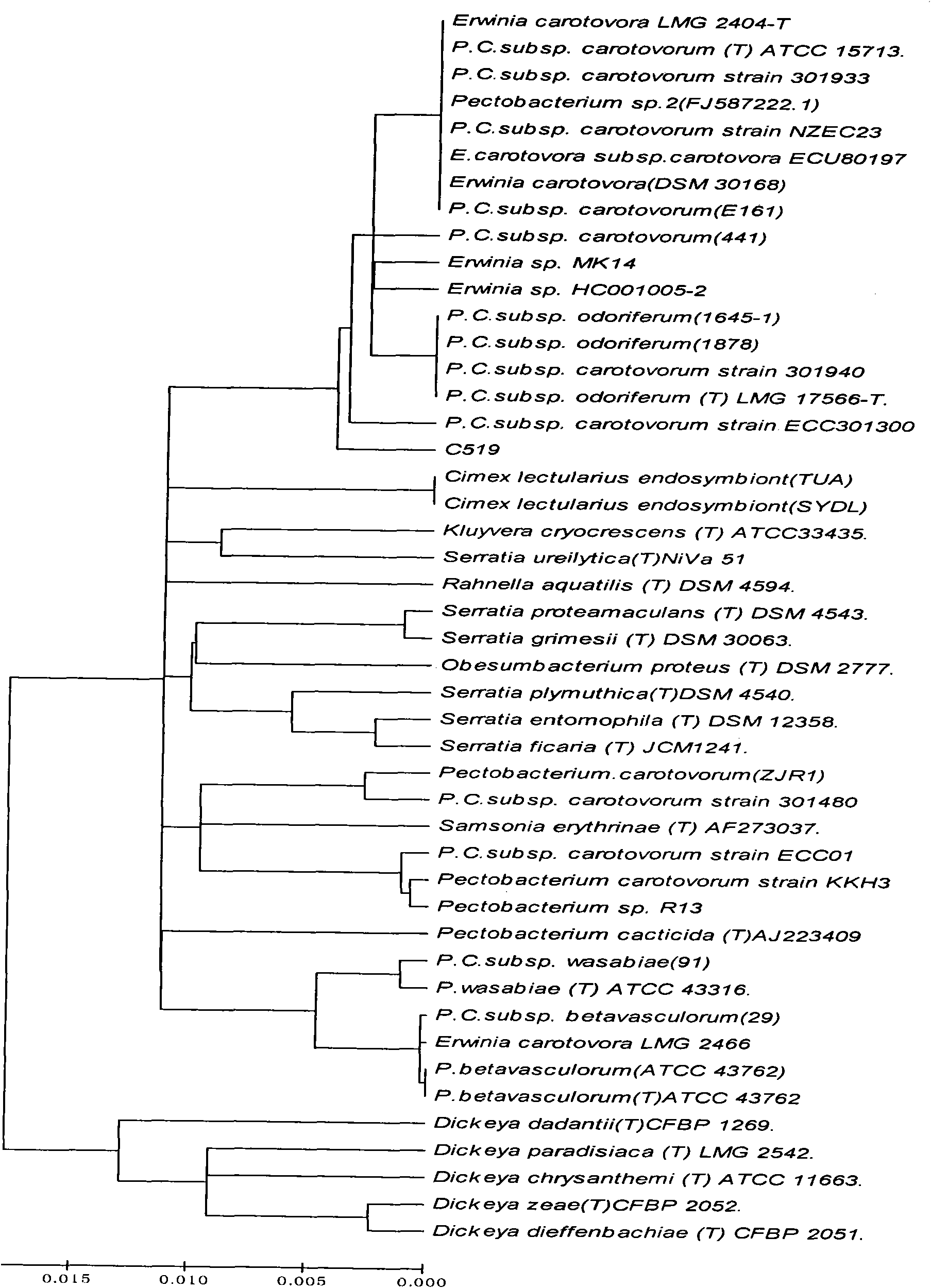 Pectobacterium carotovorum and applications thereof in bio-pulping