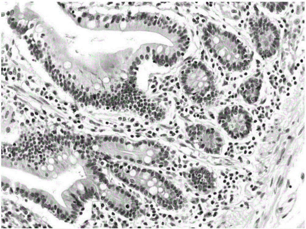 Mercury-free hematoxylin staining fluid