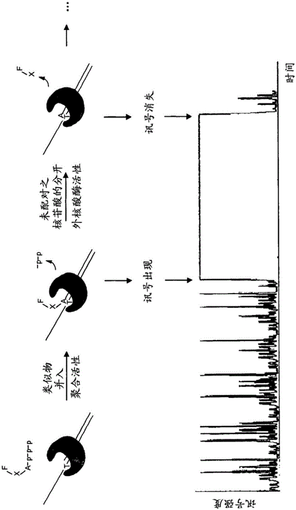 Compositions and methods for sequencing nucleic acids