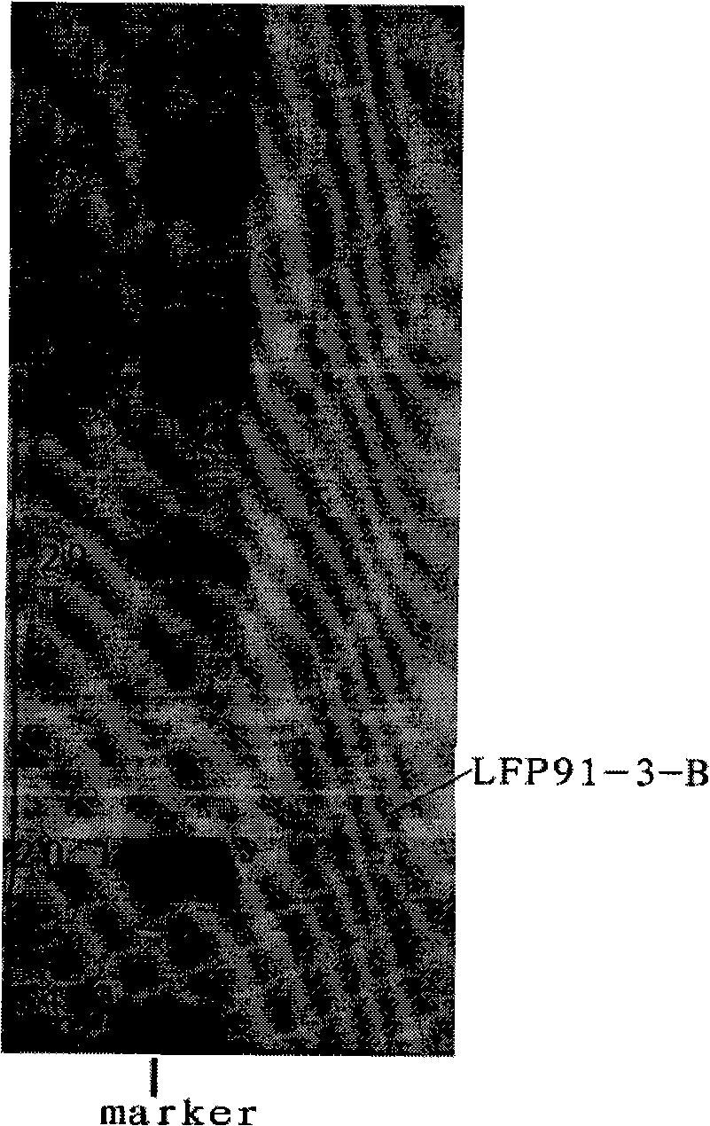 Mushroom ferment pure protein with antineoplastic activity, extracting method and formulation