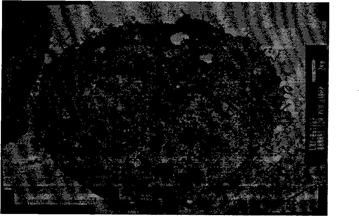 Mushroom ferment pure protein with antineoplastic activity, extracting method and formulation