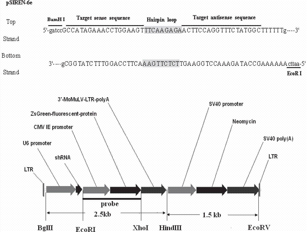 Method for establishing transgenic cell line of target genes shRNA (short hairpin ribonucleic acid) interfering propagation of porcine reproductive and respiratory syndrome viruses