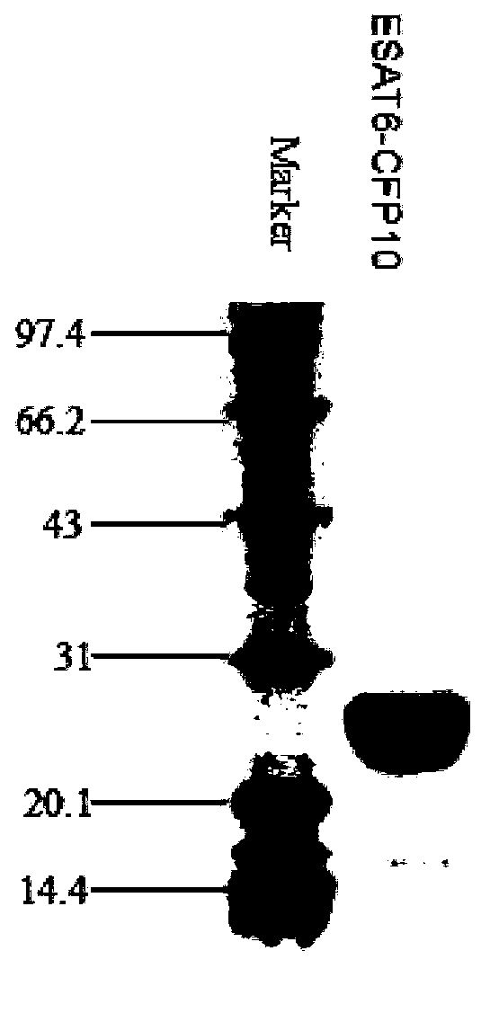 Tuberculosis subunit vaccine containing unite adjuvant