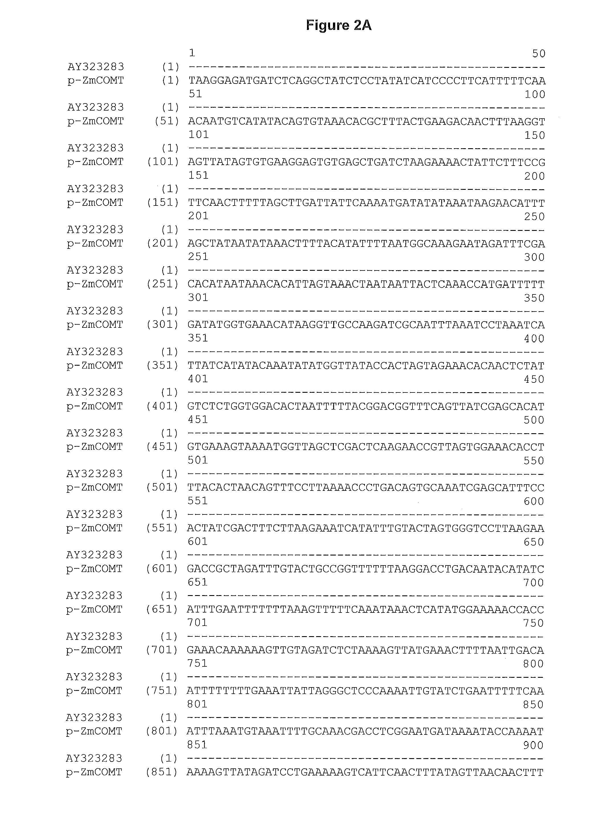 Methods of modifying lignin biosynthesis and improving digestibility