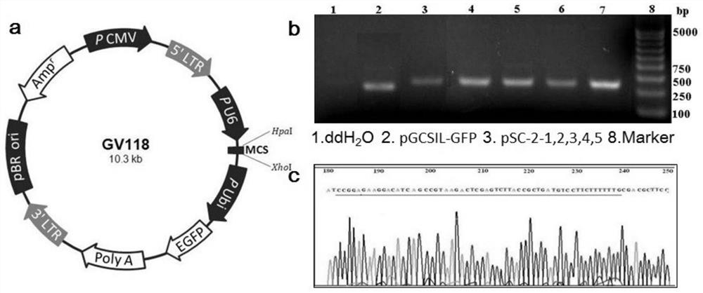 Method for researching influence of targeted silence STAT3 on hypoxia induction of human brain glioma U251 cells and application of targeted silence STAT3