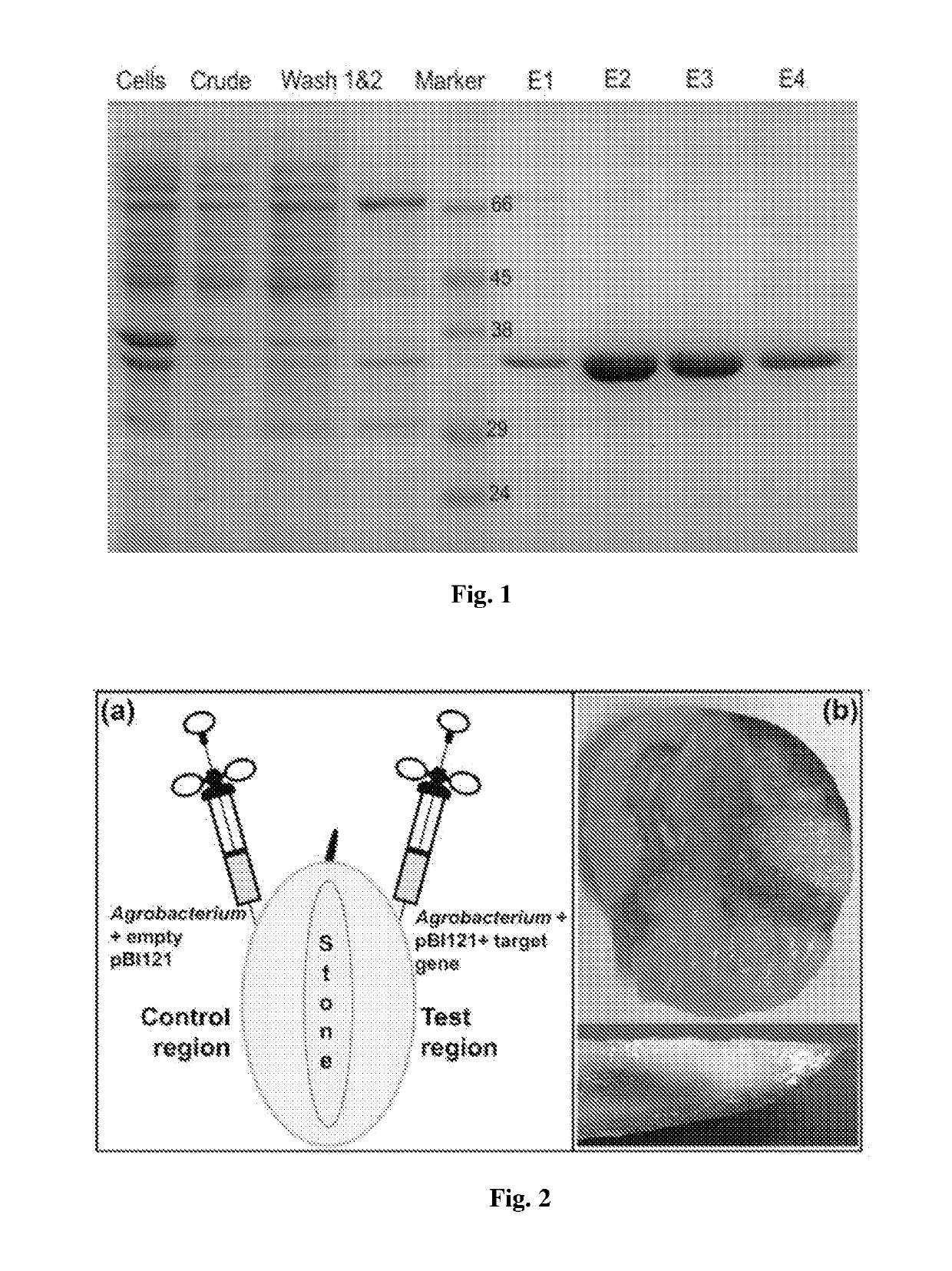 Recombinant polynucleotide involved in lactone synthesis and process for synthesis of lactones thereof