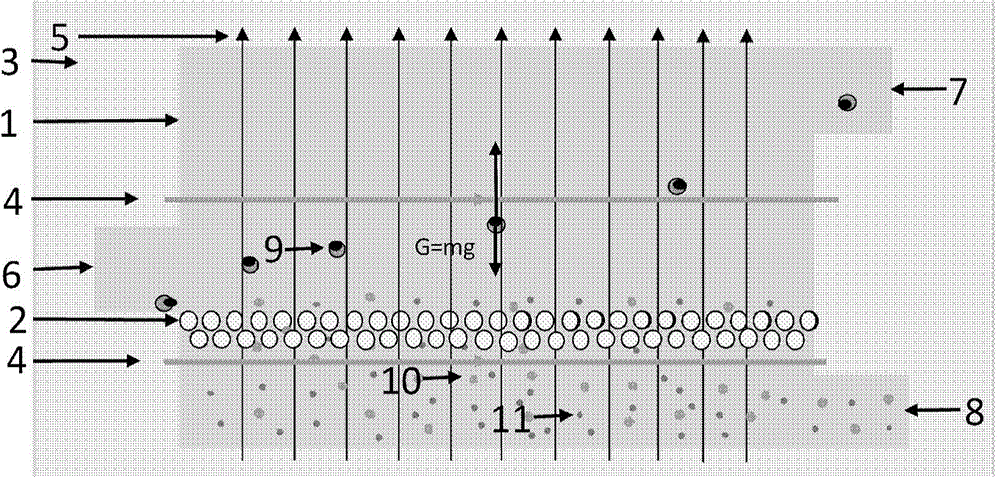 Microfluidic chip and circulating tumor cell capture method using same