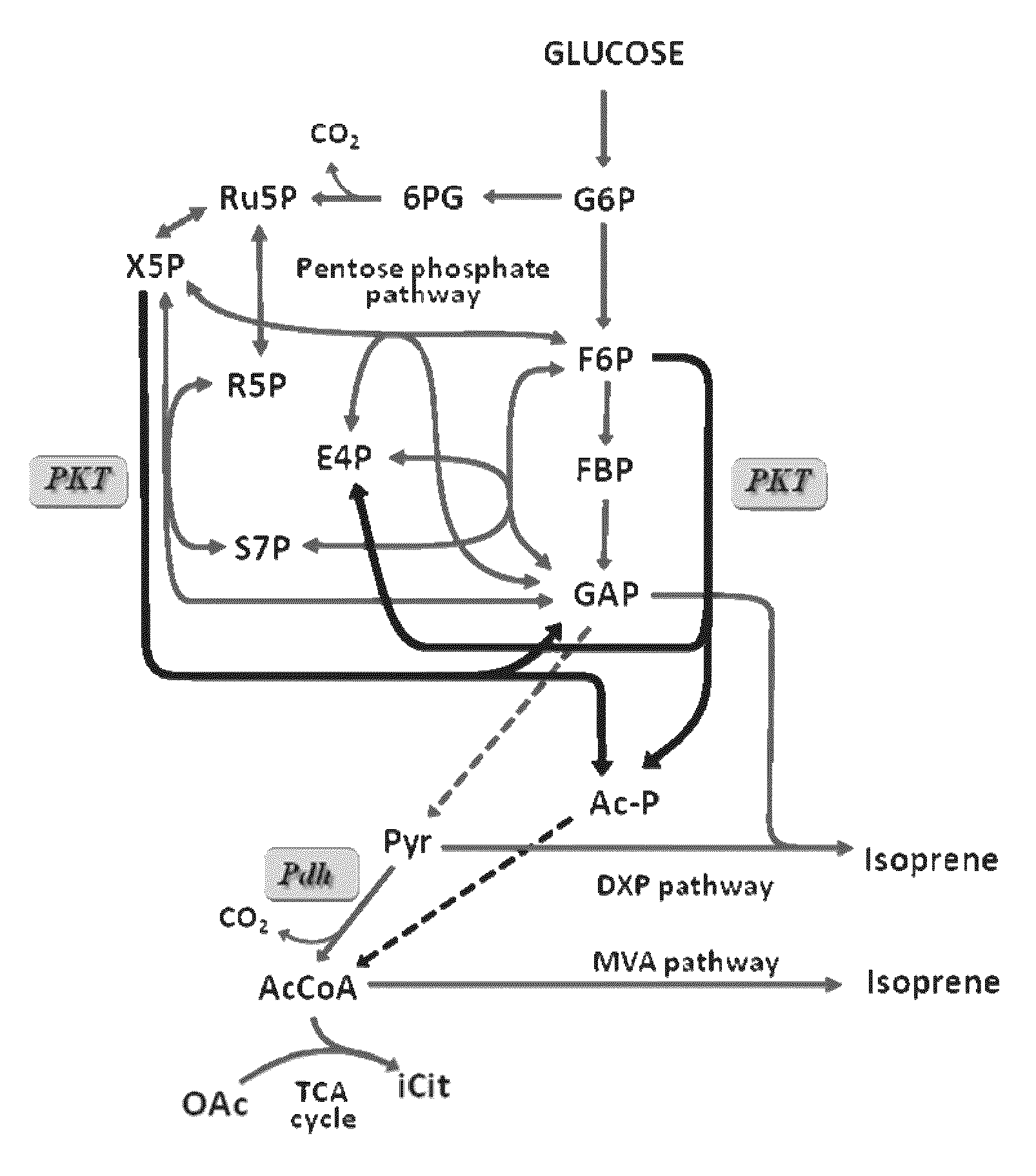 Utilization of phosphoketolase in the production of mevalonate, isoprenoid precursors, and isoprene