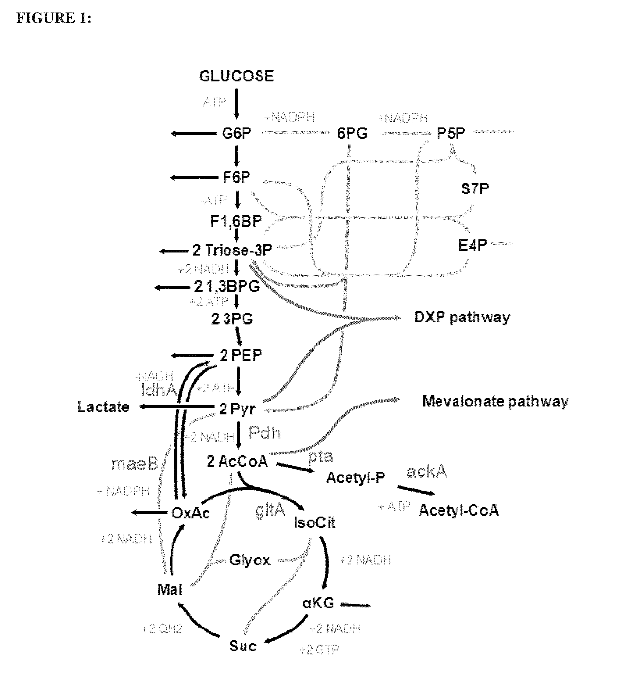 Utilization of phosphoketolase in the production of mevalonate, isoprenoid precursors, and isoprene