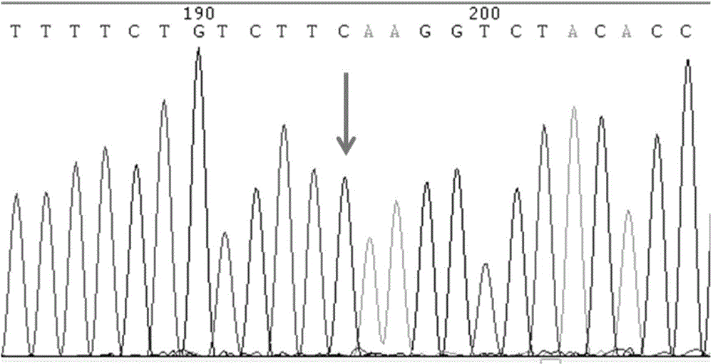 SNP molecular marker of RANTES gene related to generation of preterm birth and kit for detecting RANTES gene