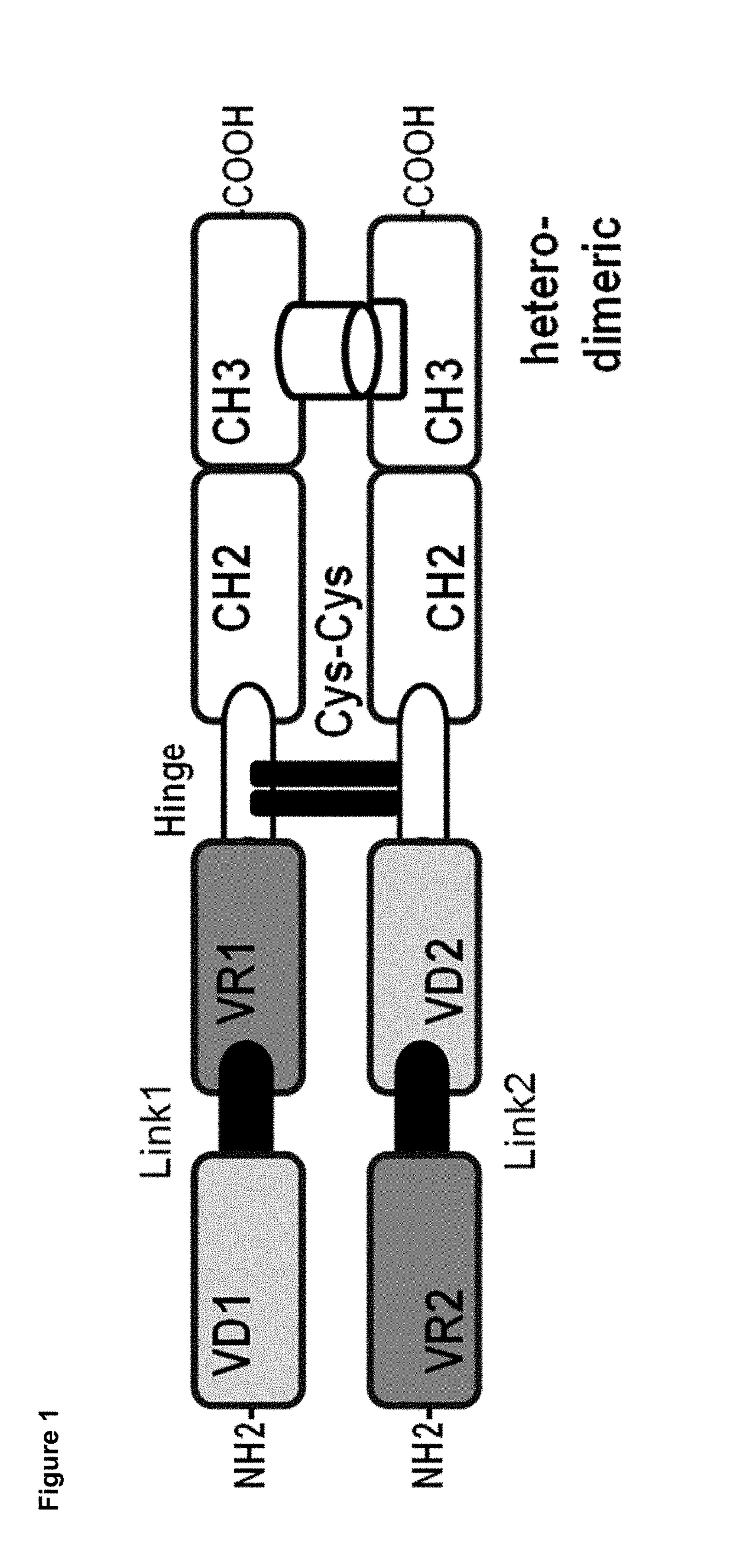 Dual specificity polypeptide molecule