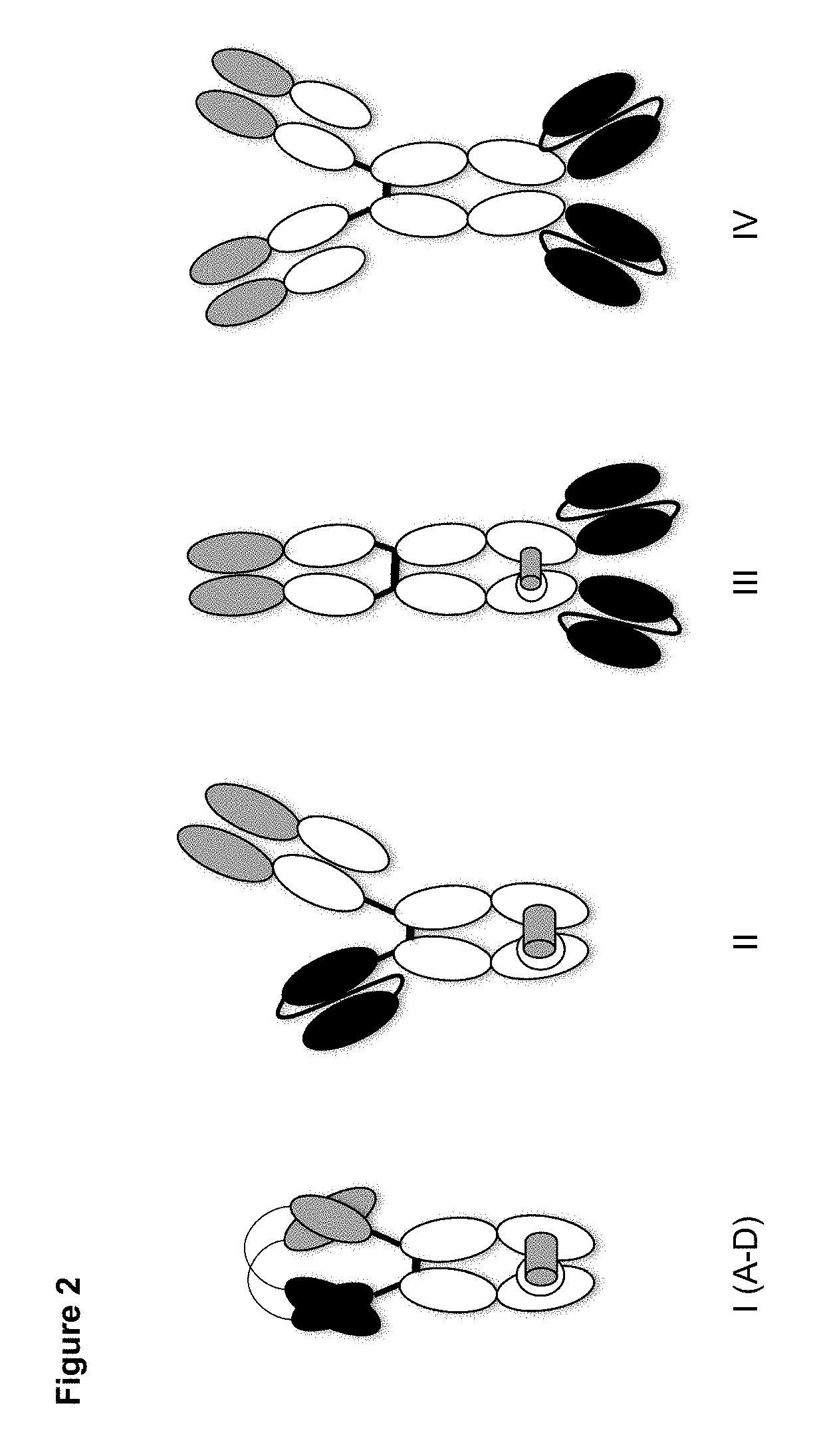 Dual specificity polypeptide molecule