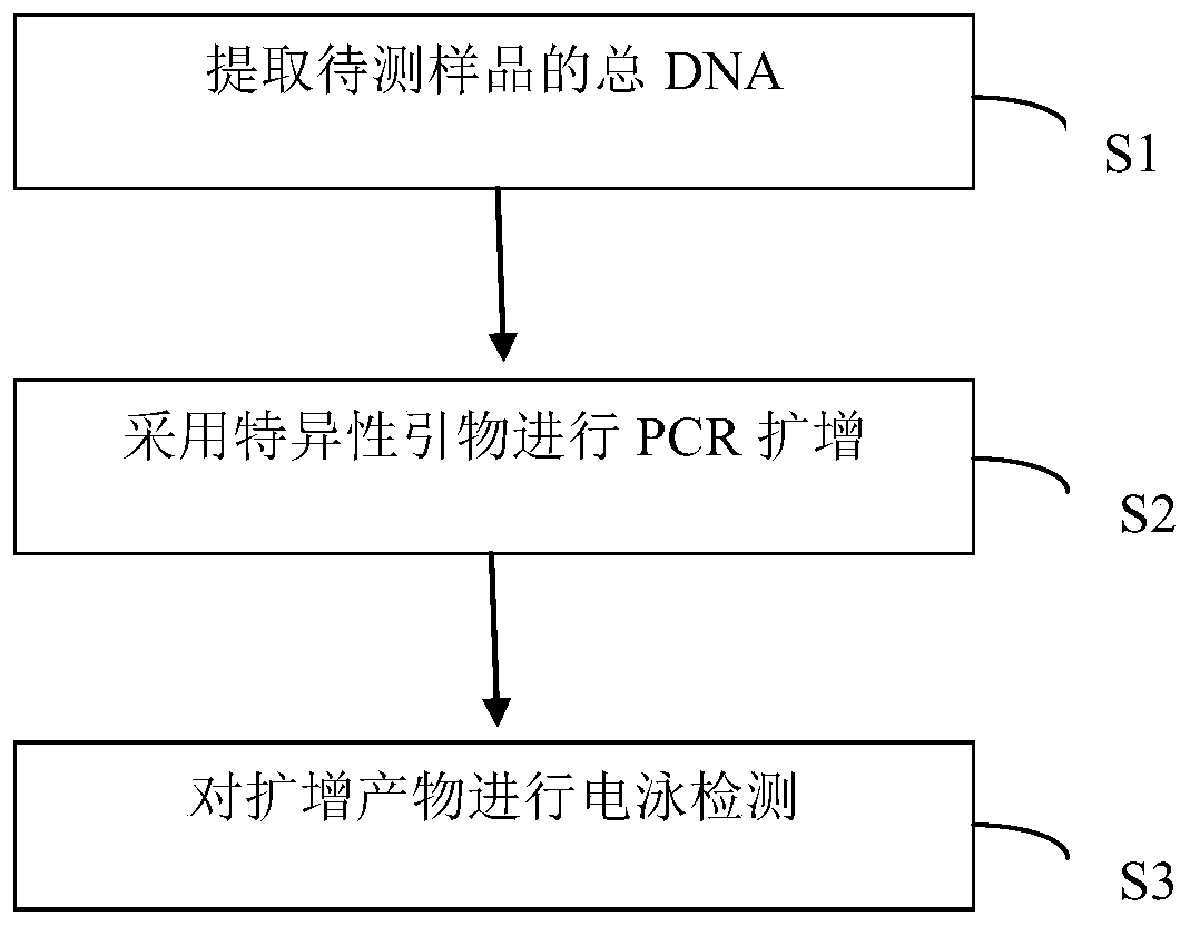 Specific PCR primers for identifying rhodobacter capsulatus, kit and application