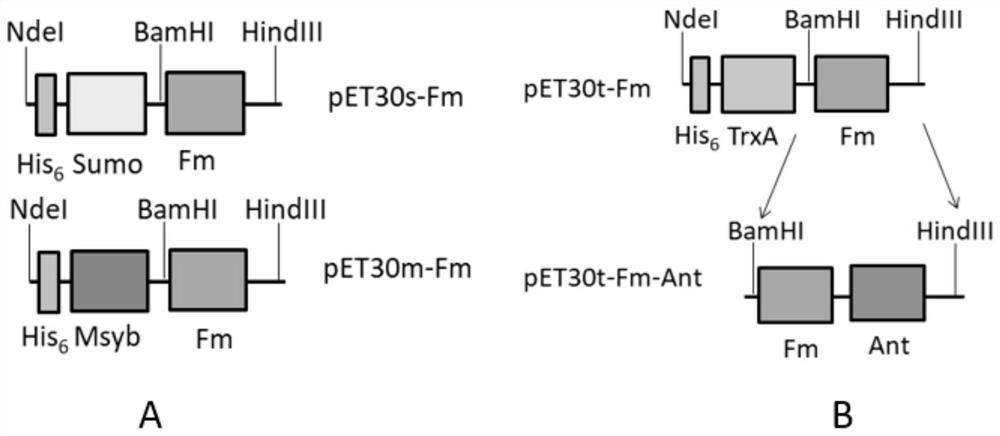 Fusion protein of flagellin mutant and African swine fever antigen and application thereof