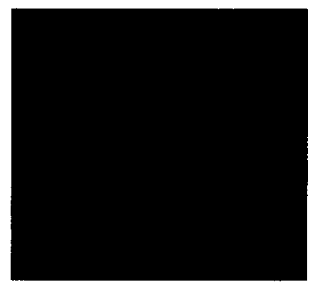 Method for regenerating camphor variety yongjin (Chinese character) plant