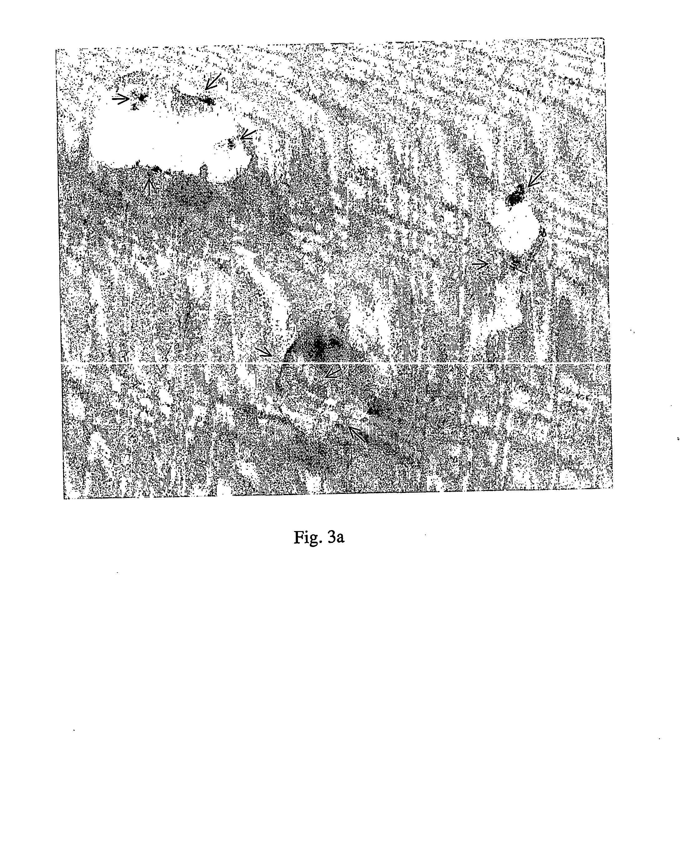 Transformation system in camelina sativa