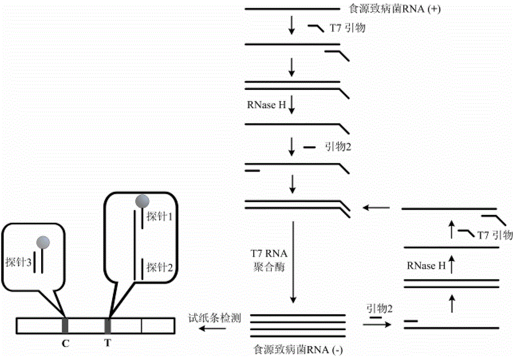 Method and kit for detecting food-borne pathogenic bacteria based on nasba test strips