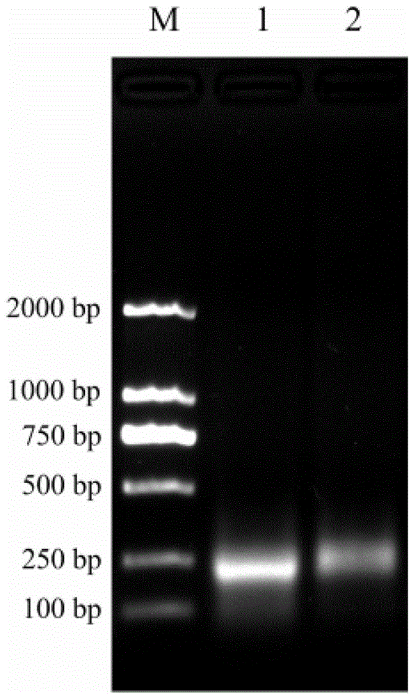 Method and kit for detecting food-borne pathogenic bacteria based on nasba test strips