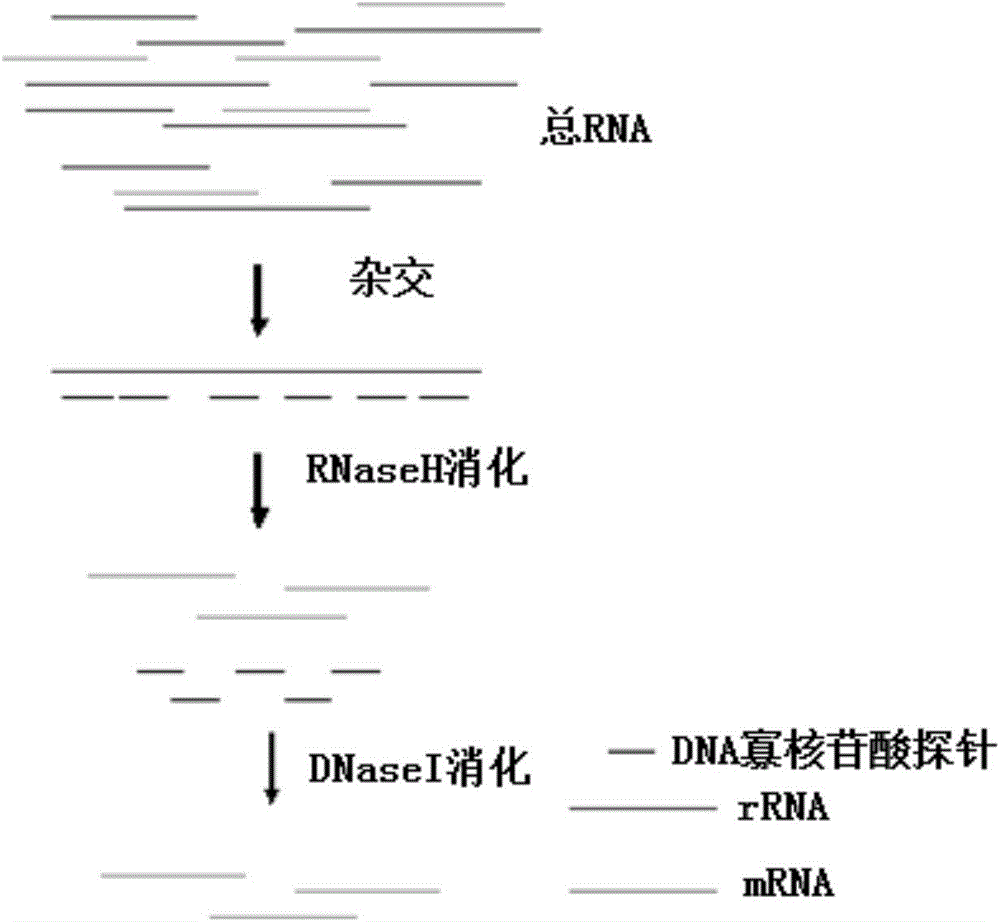 mRNA fragmentation method and method for constructing sequencing library based on same