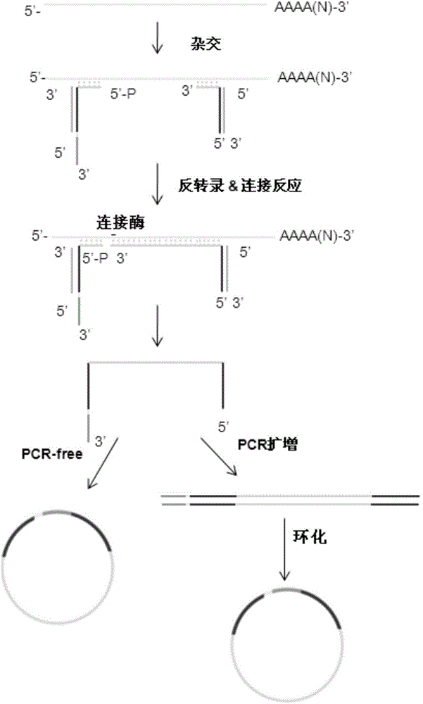 mRNA fragmentation method and method for constructing sequencing library based on same