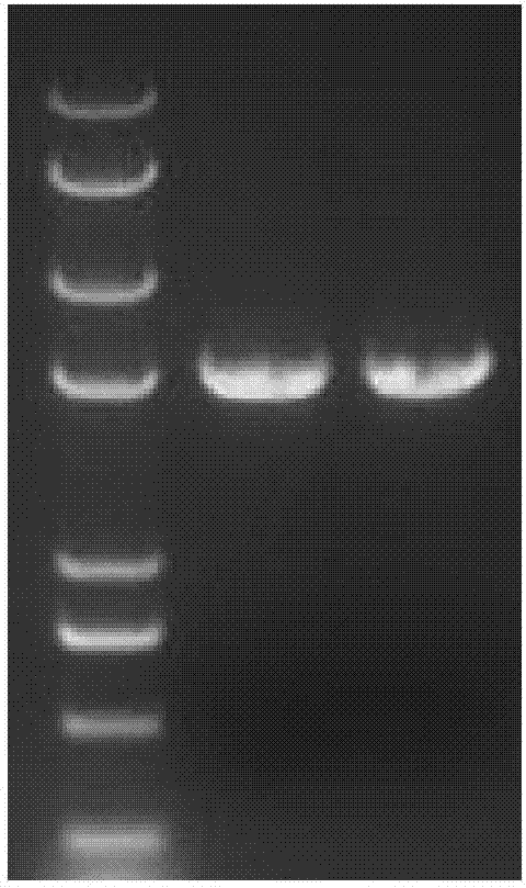 ALS (Acetolactate Synthetase) mutant type gene of japonica rice and application of protein of ALS mutant type gene in aspect of herbicide resistance