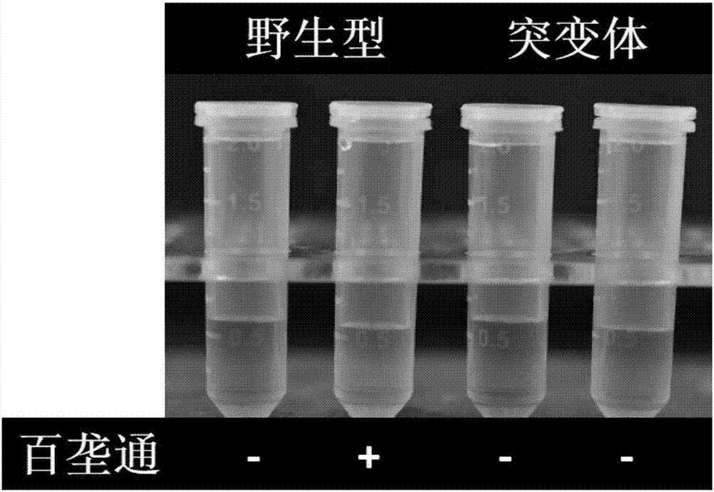 ALS (Acetolactate Synthetase) mutant type gene of japonica rice and application of protein of ALS mutant type gene in aspect of herbicide resistance