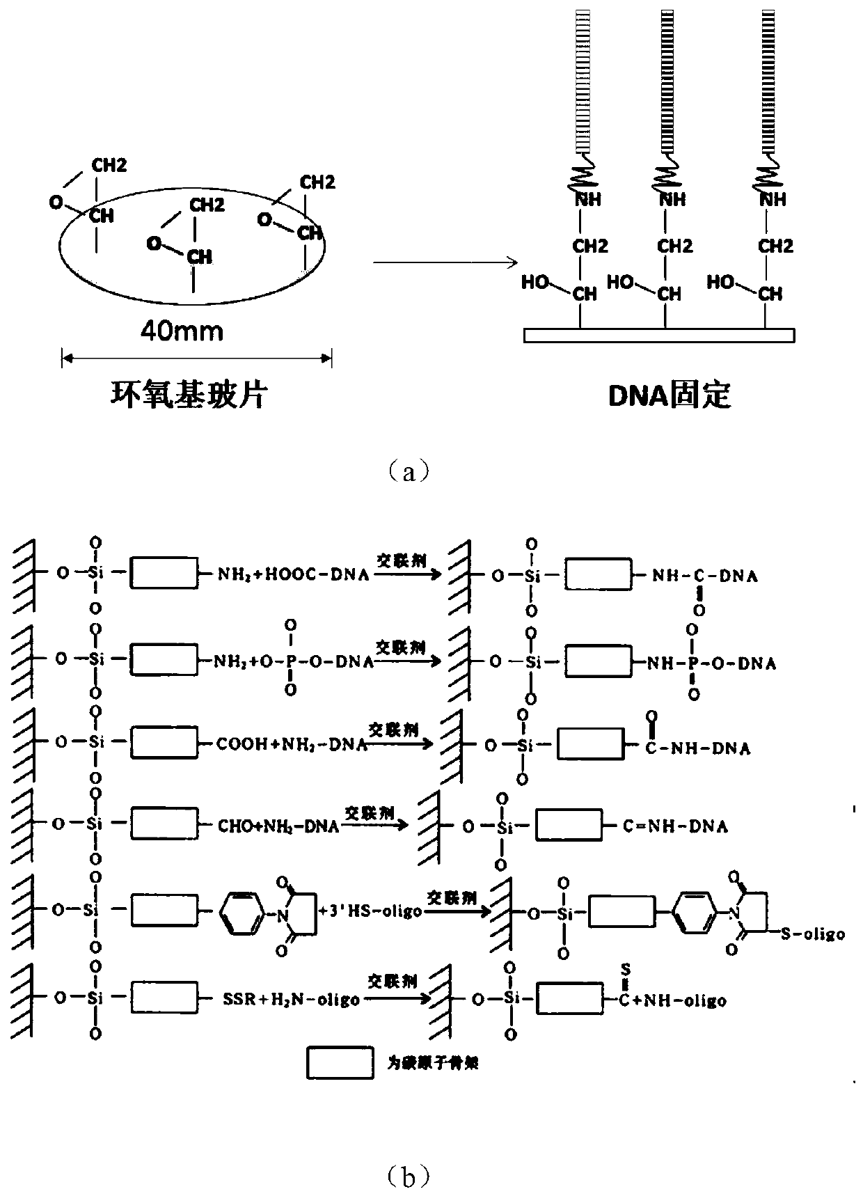 A method for fixing targeting primers in single-molecule targeted sequencing, a single-molecule targeted sequencing kit, and applications