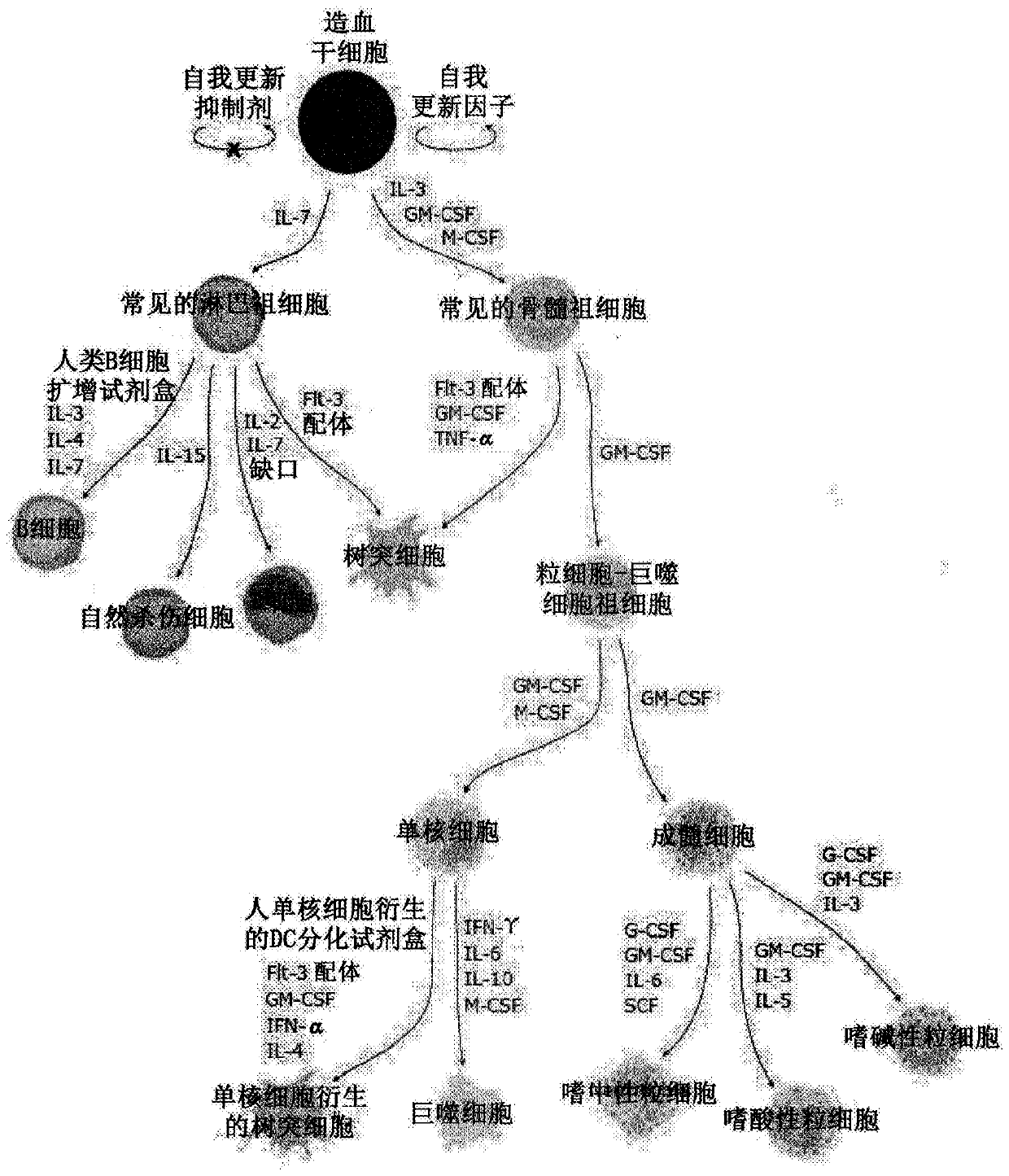 Targeted gene integration of nk inhibitors genes for improved immune cells therapy