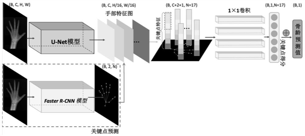 Weakly supervised deep learning automatic bone age evaluation method