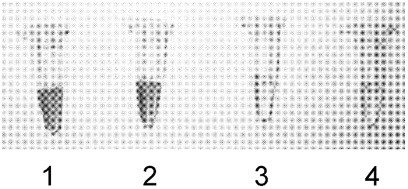 Kit for detecting existence and content of insecticide in water body