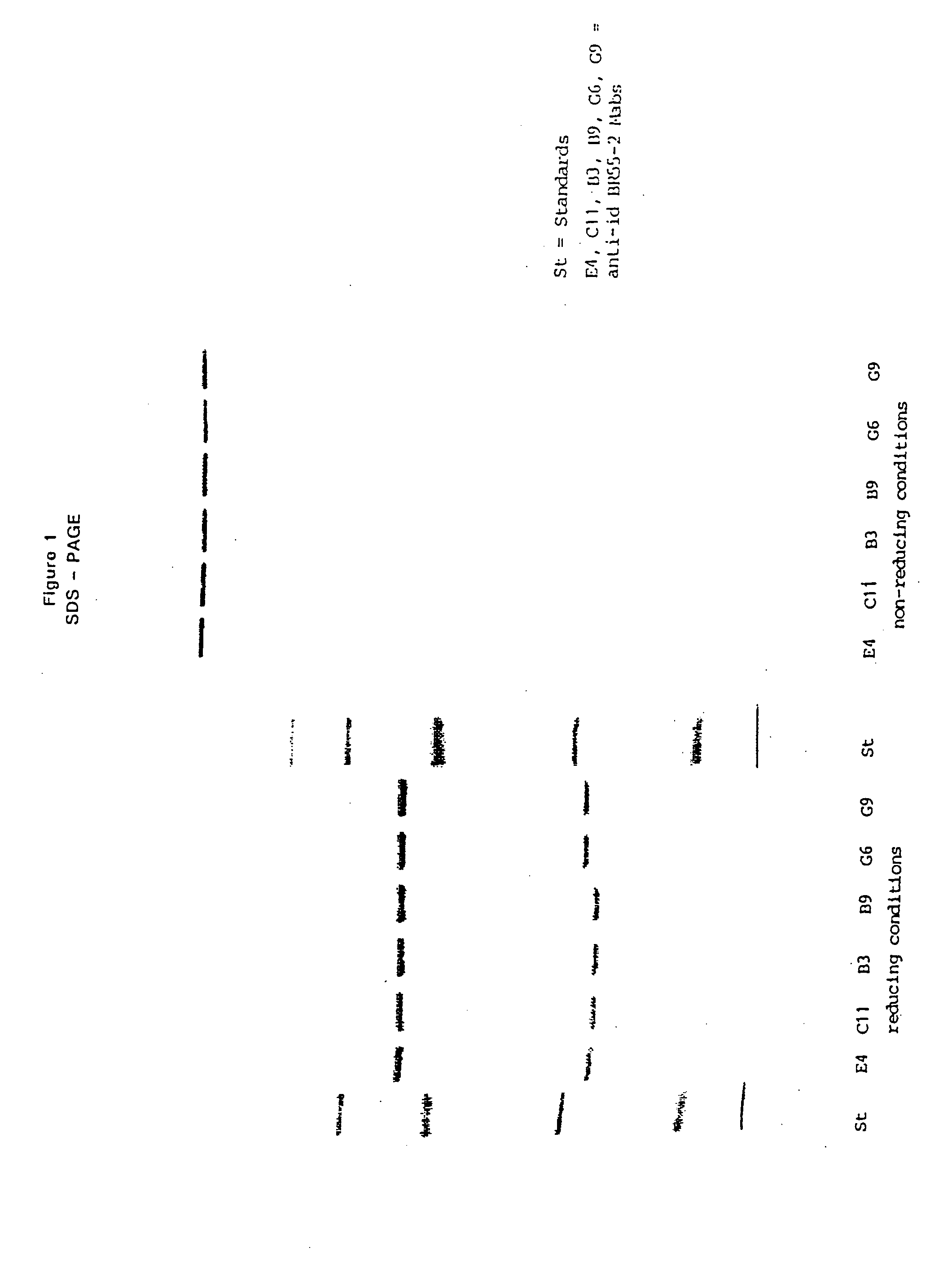 Monoclonal antibodies and their use