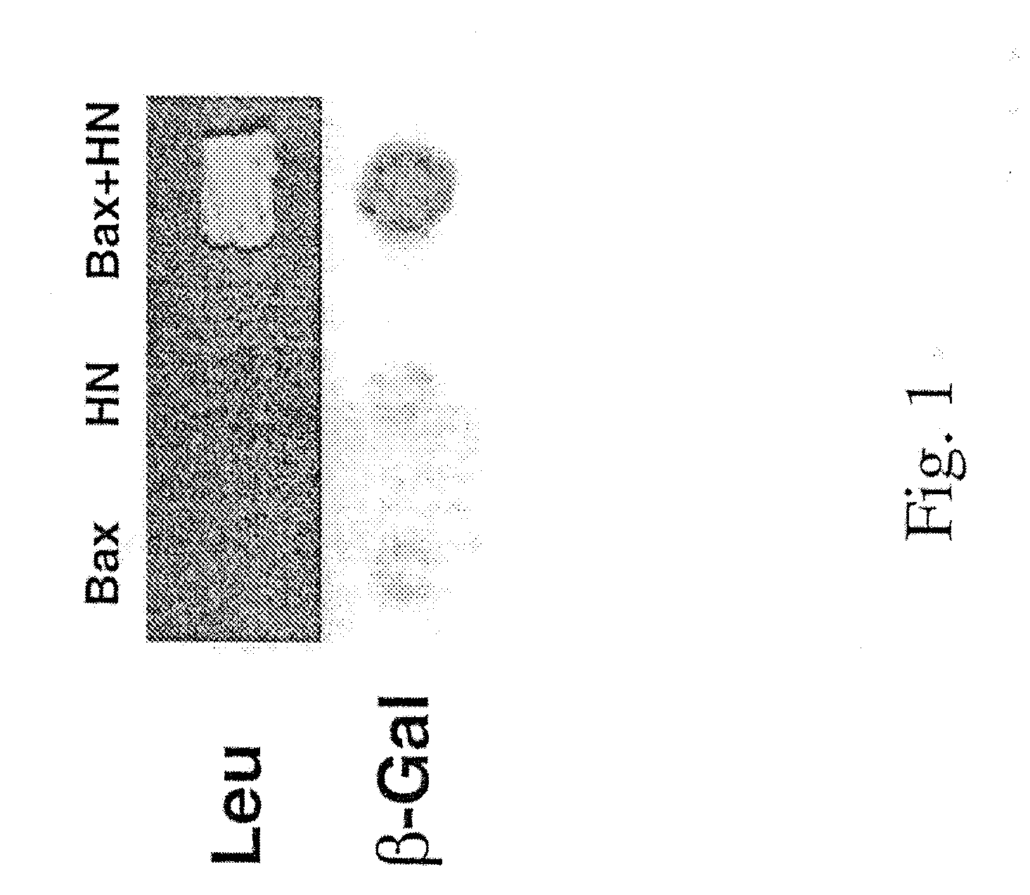 Methods for identifying modulators of apoptosis